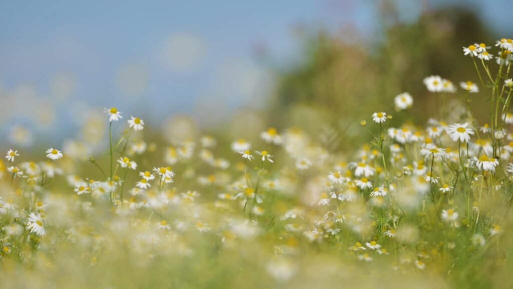 rewilding, newgalelodge, dco, nature, flowers, holidays